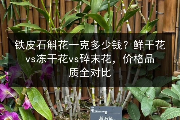 铁皮石斛花一克多少钱?鲜干花vs冻干花vs碎末花,价格品质全对比