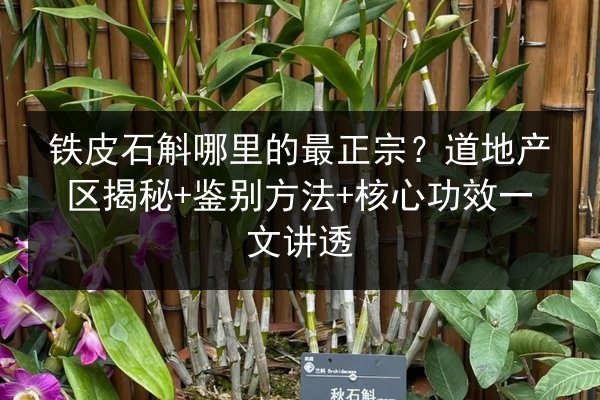 铁皮石斛哪里的最正宗?道地产区揭秘+鉴别方法+核心功效一文讲透