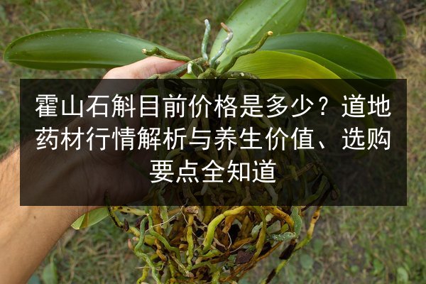 霍山石斛目前价格是多少？道地药材行情解析与养生价值、选购要点全知道