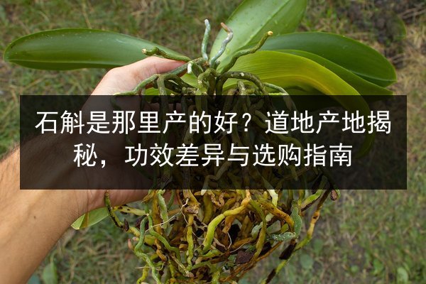 石斛是那里产的好?道地产地揭秘,功效差异与选购指南
