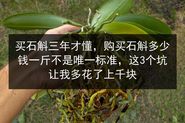 买石斛三年才懂，购买石斛多少钱一斤不是唯一标准，这3个坑让我多花了上千块