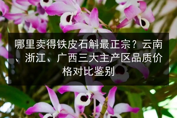 哪里卖得铁皮石斛最正宗?云南、浙江、广西三大主产区品质价格对比鉴别