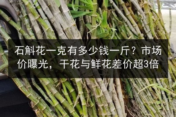 石斛花一克有多少钱一斤？市场价曝光，干花与鲜花差价超3倍