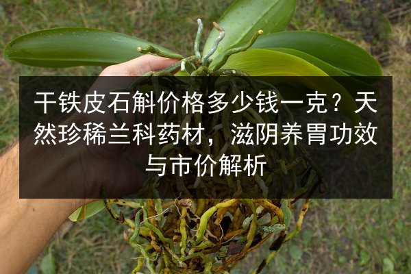 干铁皮石斛价格多少钱一克?天然珍稀兰科药材,滋阴养胃功效与市价解析