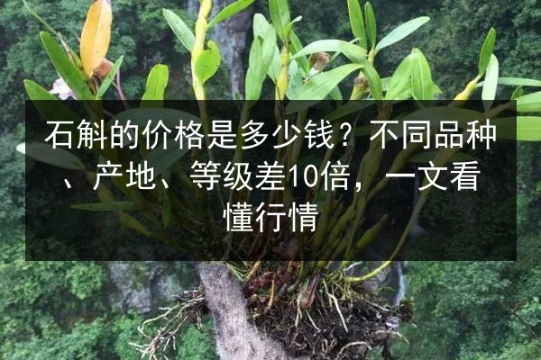 石斛的价格是多少钱？不同品种、产地、等级差10倍，一文看懂行情