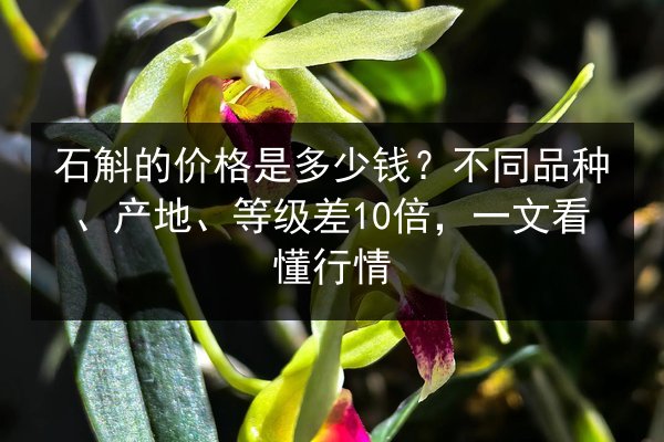 石斛的价格是多少钱？不同品种、产地、等级差10倍，一文看懂行情