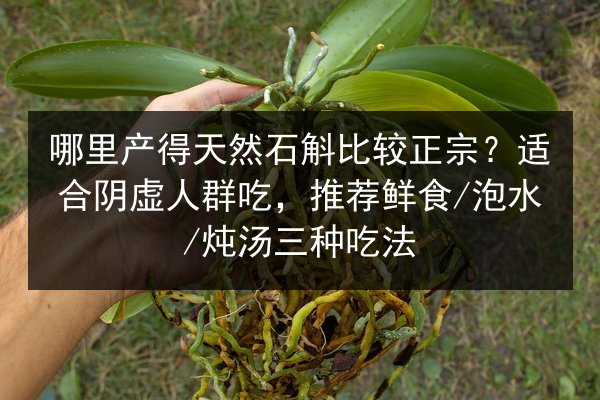 哪里产得天然石斛比较正宗?适合阴虚人群吃,推荐鲜食/泡水/炖汤三种吃法