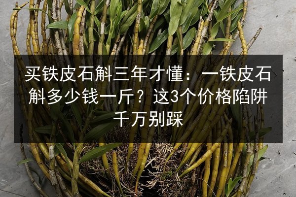 买铁皮石斛三年才懂:一铁皮石斛多少钱一斤?这3个价格陷阱千万别踩