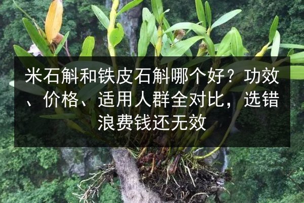 米石斛和铁皮石斛哪个好?功效、价格、适用人群全对比,选错浪费钱还无效