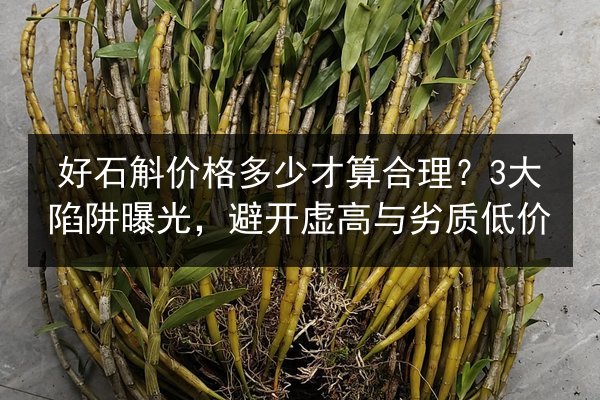 好石斛价格多少才算合理?3大陷阱曝光,避开虚高与劣质低价