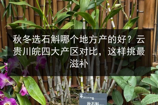 秋冬选石斛哪个地方产的好?云贵川皖四大产区对比,这样挑最滋补