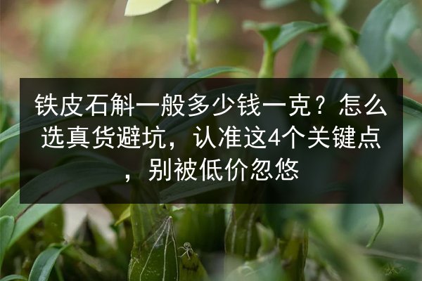 铁皮石斛一般多少钱一克?怎么选真货避坑,认准这4个关键点,别被低价忽悠