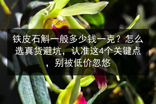 铁皮石斛一般多少钱一克?怎么选真货避坑,认准这4个关键点,别被低价忽悠