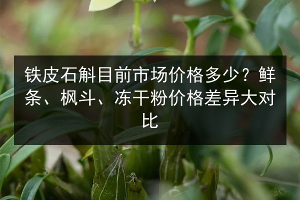 铁皮石斛目前市场价格多少？鲜条、枫斗、冻干粉价格差异大对比