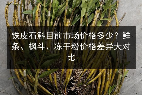 铁皮石斛目前市场价格多少？鲜条、枫斗、冻干粉价格差异大对比