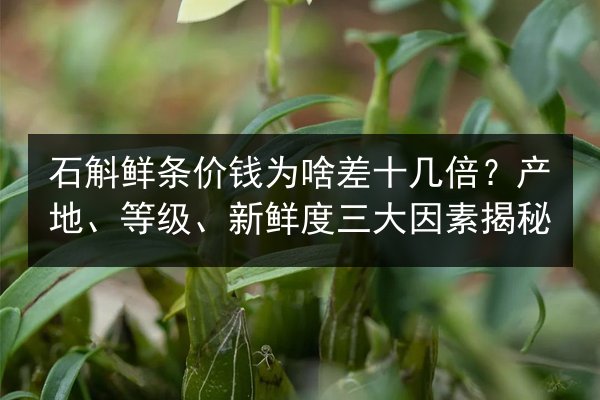 石斛鲜条价钱为啥差十几倍?产地、等级、新鲜度三大因素揭秘