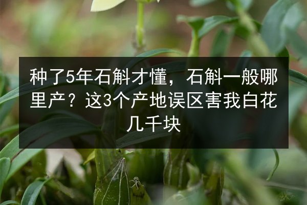 种了5年石斛才懂，石斛一般哪里产？这3个产地误区害我白花几千块