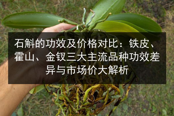 石斛的功效及价格对比:铁皮、霍山、金钗三大主流品种功效差异与市场价大解析
