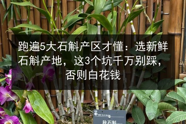 跑遍5大石斛产区才懂:选新鲜石斛产地,这3个坑千万别踩,否则白花钱