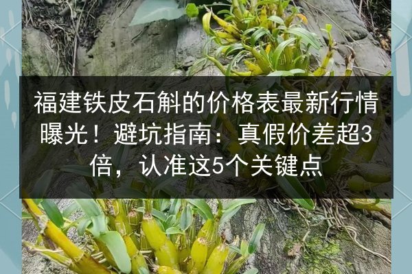福建铁皮石斛的价格表最新行情曝光!避坑指南:真假价差超3倍,认准这5个关键点