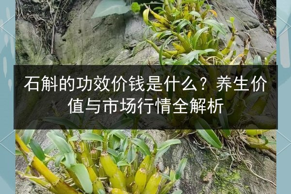 石斛的功效价钱是什么?养生价值与市场行情全解析