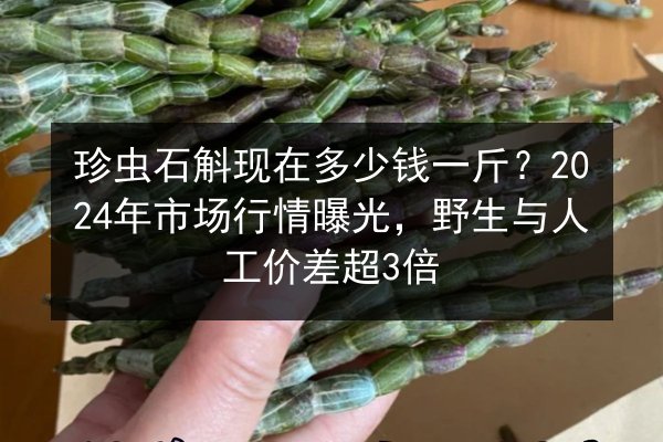 珍虫石斛现在多少钱一斤?2024年市场行情曝光,野生与人工价差超3倍