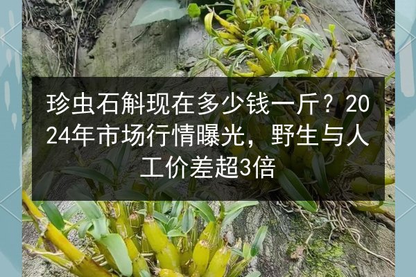 珍虫石斛现在多少钱一斤?2024年市场行情曝光,野生与人工价差超3倍