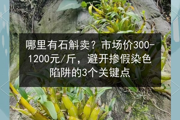 哪里有石斛卖？市场价300-1200元/斤，避开掺假染色陷阱的3个关键点
