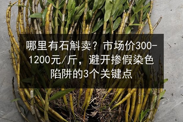 哪里有石斛卖？市场价300-1200元/斤，避开掺假染色陷阱的3个关键点
