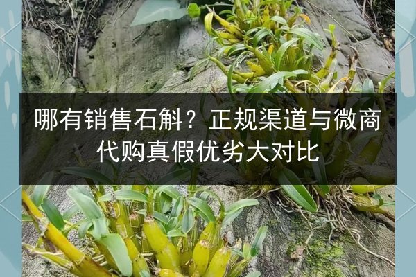 哪有销售石斛?正规渠道与微商代购真假优劣大对比