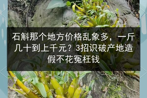石斛那个地方价格乱象多,一斤几十到上千元?3招识破产地造假不花冤枉钱