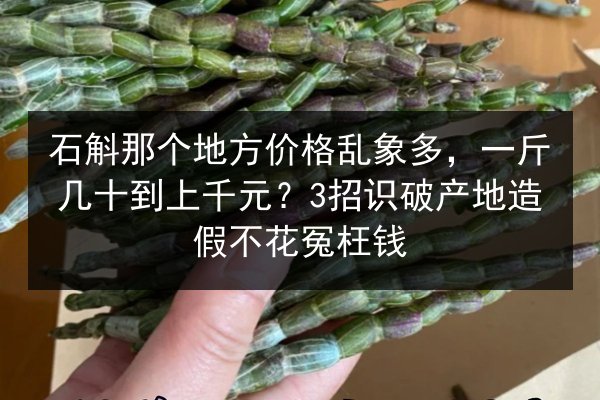 石斛那个地方价格乱象多,一斤几十到上千元?3招识破产地造假不花冤枉钱
