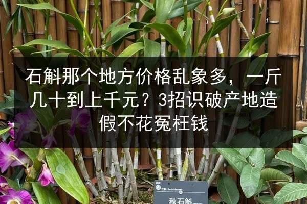 石斛那个地方价格乱象多,一斤几十到上千元?3招识破产地造假不花冤枉钱