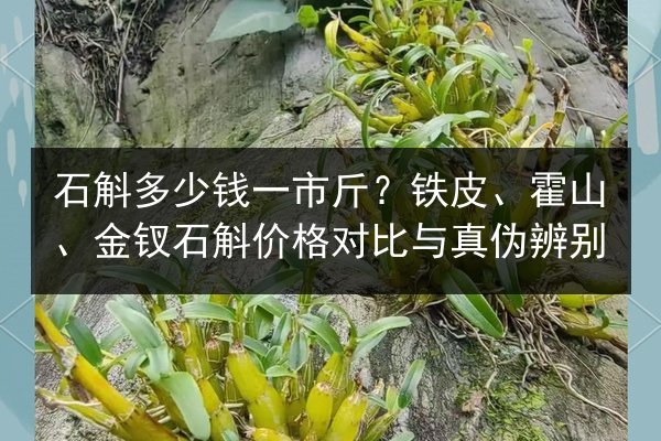 石斛多少钱一市斤?铁皮、霍山、金钗石斛价格对比与真伪辨别