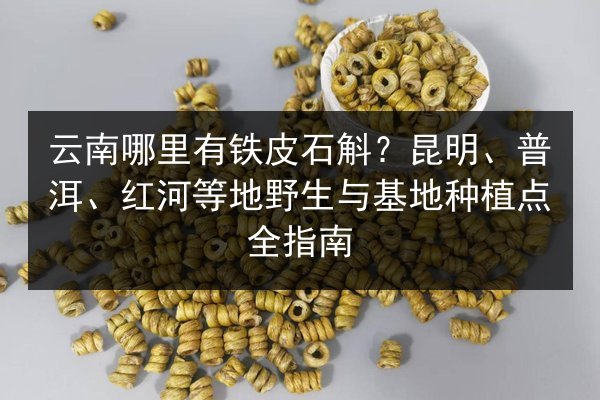 云南哪里有铁皮石斛？昆明、普洱、红河等地野生与基地种植点全指南