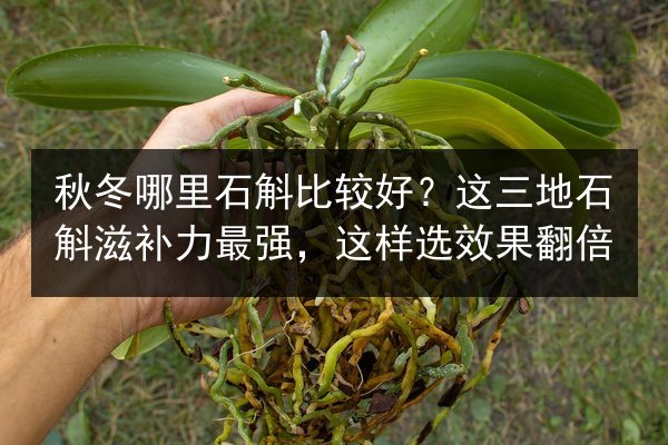 秋冬哪里石斛比较好?这三地石斛滋补力最强,这样选效果翻倍