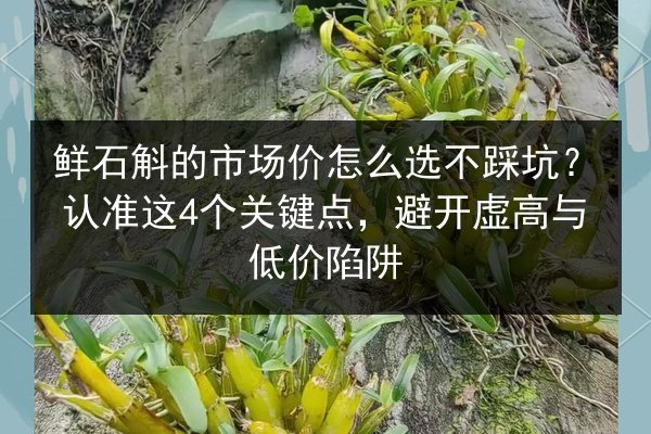 鲜石斛的市场价怎么选不踩坑？认准这4个关键点，避开虚高与低价陷阱