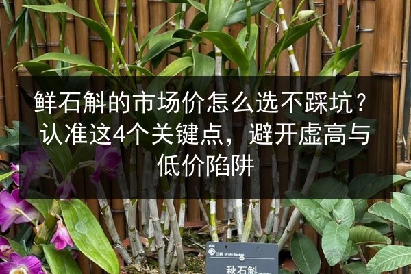 鲜石斛的市场价怎么选不踩坑？认准这4个关键点，避开虚高与低价陷阱