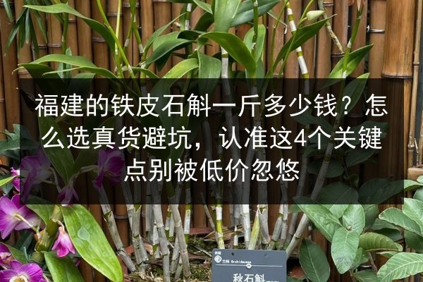 福建的铁皮石斛一斤多少钱？怎么选真货避坑，认准这4个关键点别被低价忽悠