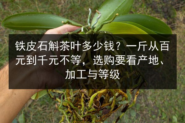 铁皮石斛茶叶多少钱?一斤从百元到千元不等,选购要看产地、加工与等级