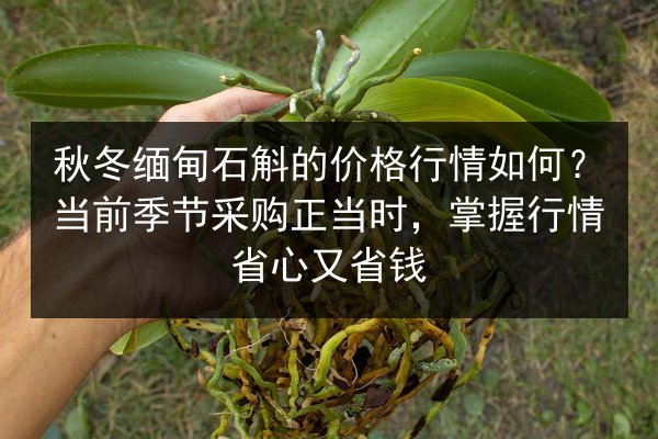 秋冬缅甸石斛的价格行情如何?当前季节采购正当时,掌握行情省心又省钱