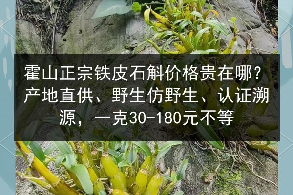 霍山正宗铁皮石斛价格贵在哪？产地直供、野生仿野生、认证溯源，一克30-180元不等