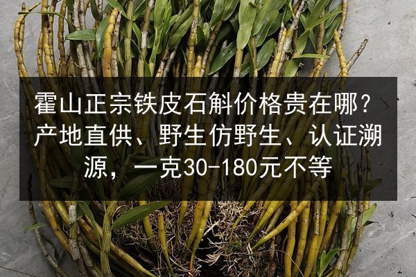 霍山正宗铁皮石斛价格贵在哪？产地直供、野生仿野生、认证溯源，一克30-180元不等