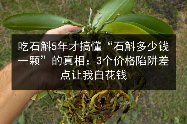 吃石斛5年才搞懂“石斛多少钱一颗”的真相：3个价格陷阱差点让我白花钱