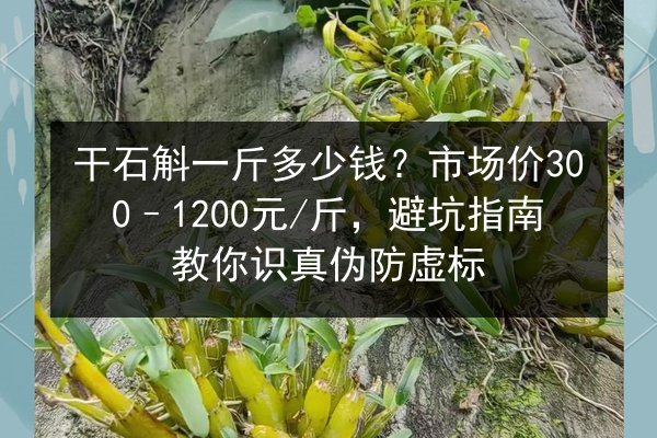 干石斛一斤多少钱?市场价300–1200元/斤,避坑指南教你识真伪防虚标