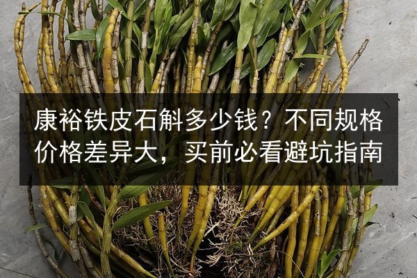 康裕铁皮石斛多少钱?不同规格价格差异大,买前必看避坑指南