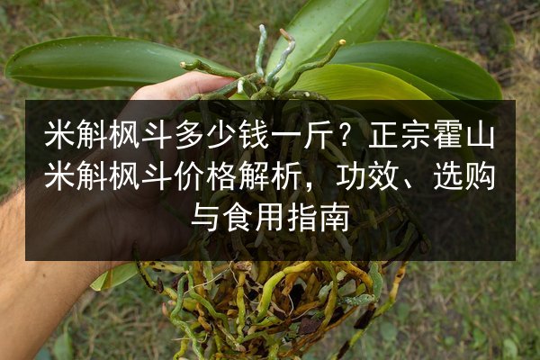 米斛枫斗多少钱一斤?正宗霍山米斛枫斗价格解析,功效、选购与食用指南