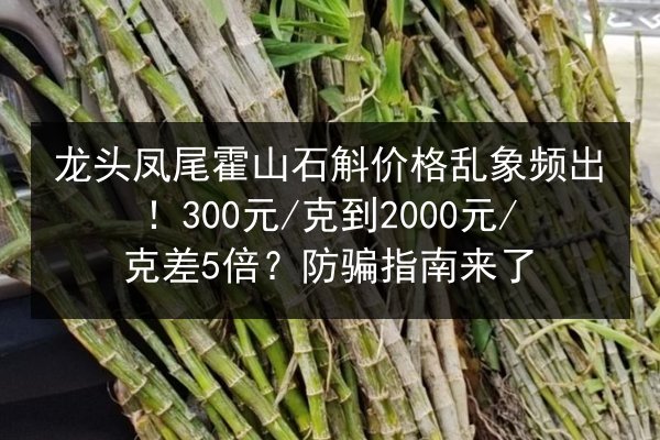 龙头凤尾霍山石斛价格乱象频出!300元/克到2000元/克差5倍?防骗指南来了