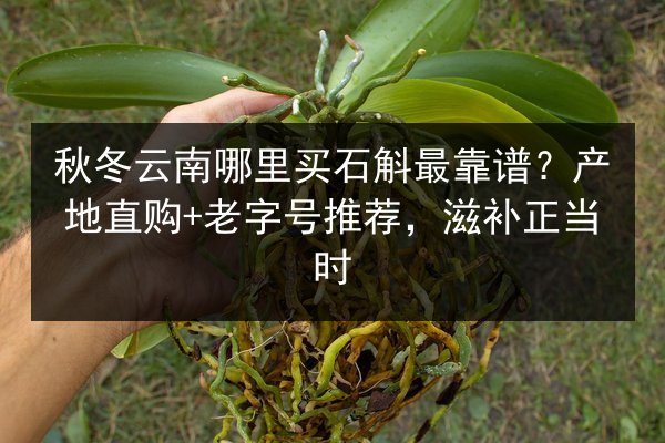 秋冬云南哪里买石斛最靠谱?产地直购+老字号推荐,滋补正当时