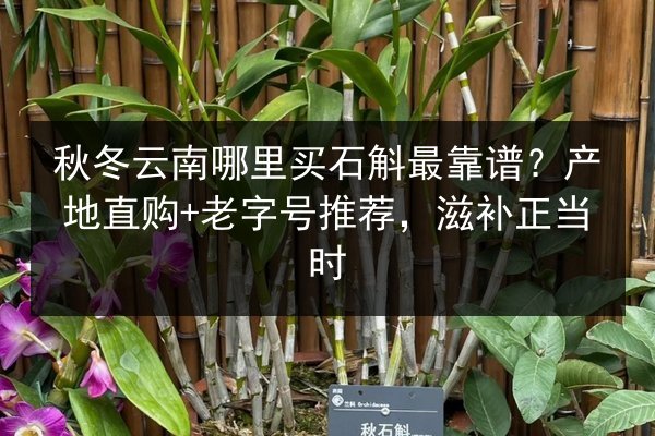 秋冬云南哪里买石斛最靠谱?产地直购+老字号推荐,滋补正当时